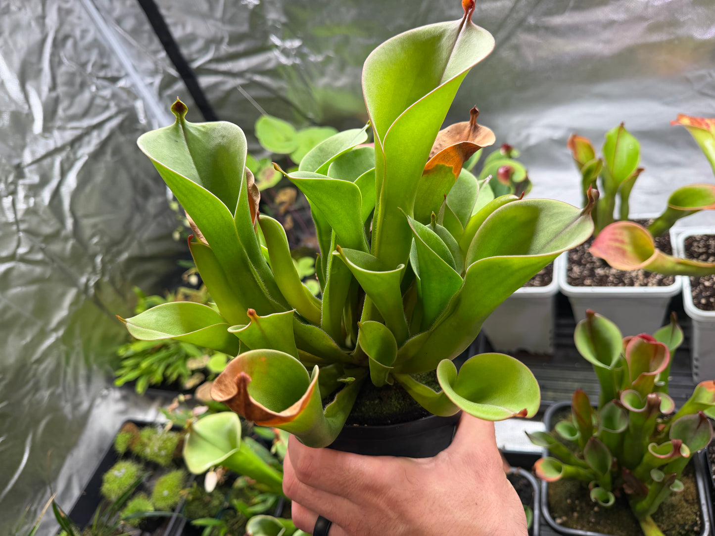 Heliamphora chimantensis (Chimanta Tepui) Clone 03