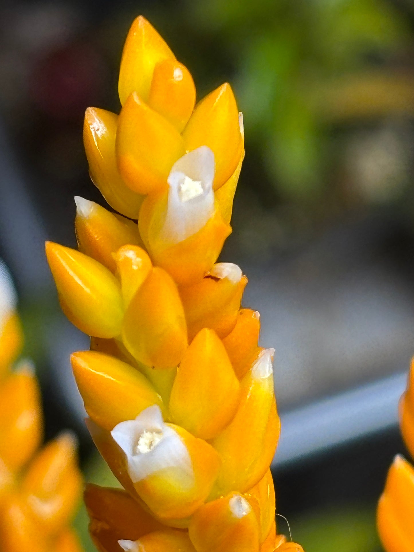 Catopsis berteroniana