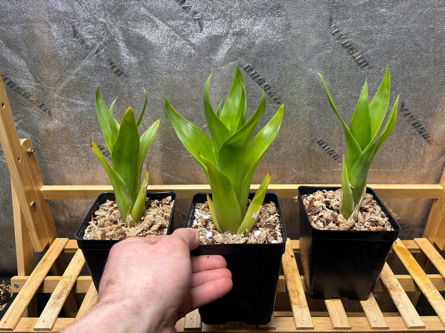 Catopsis berteroniana
