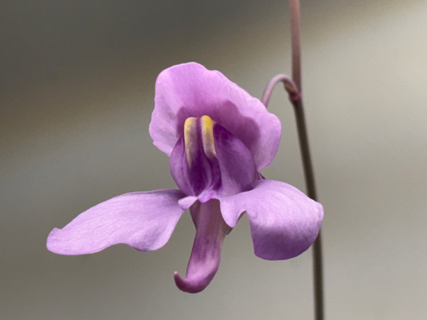 Utricularia nelumbifolia