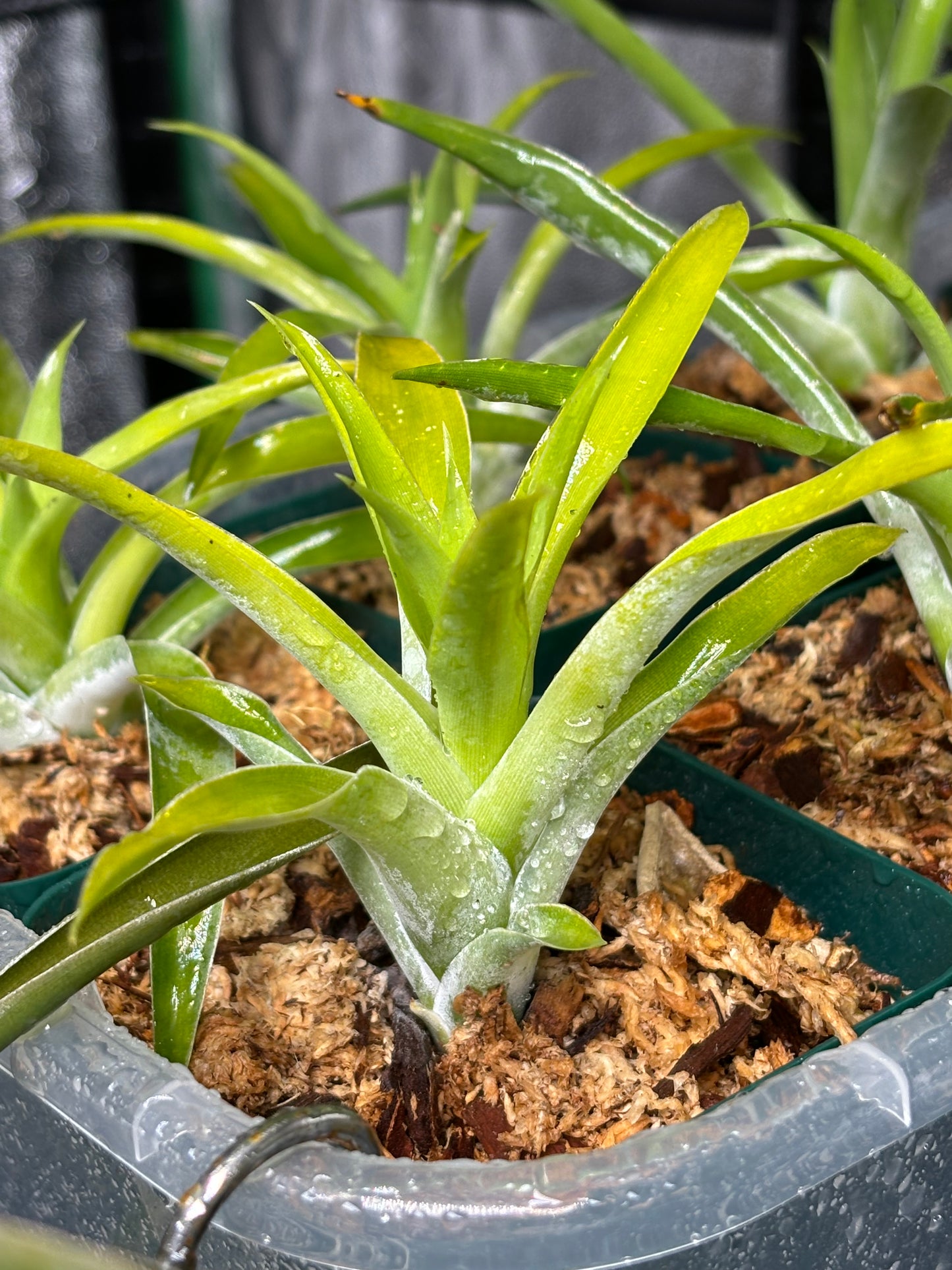 Catopsis morreniana