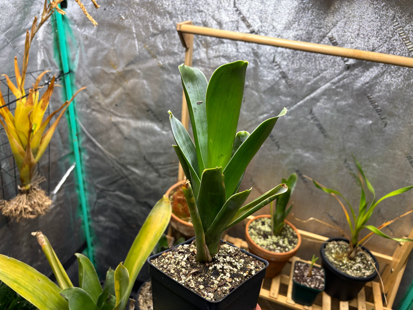 Brocchinia hechtioides