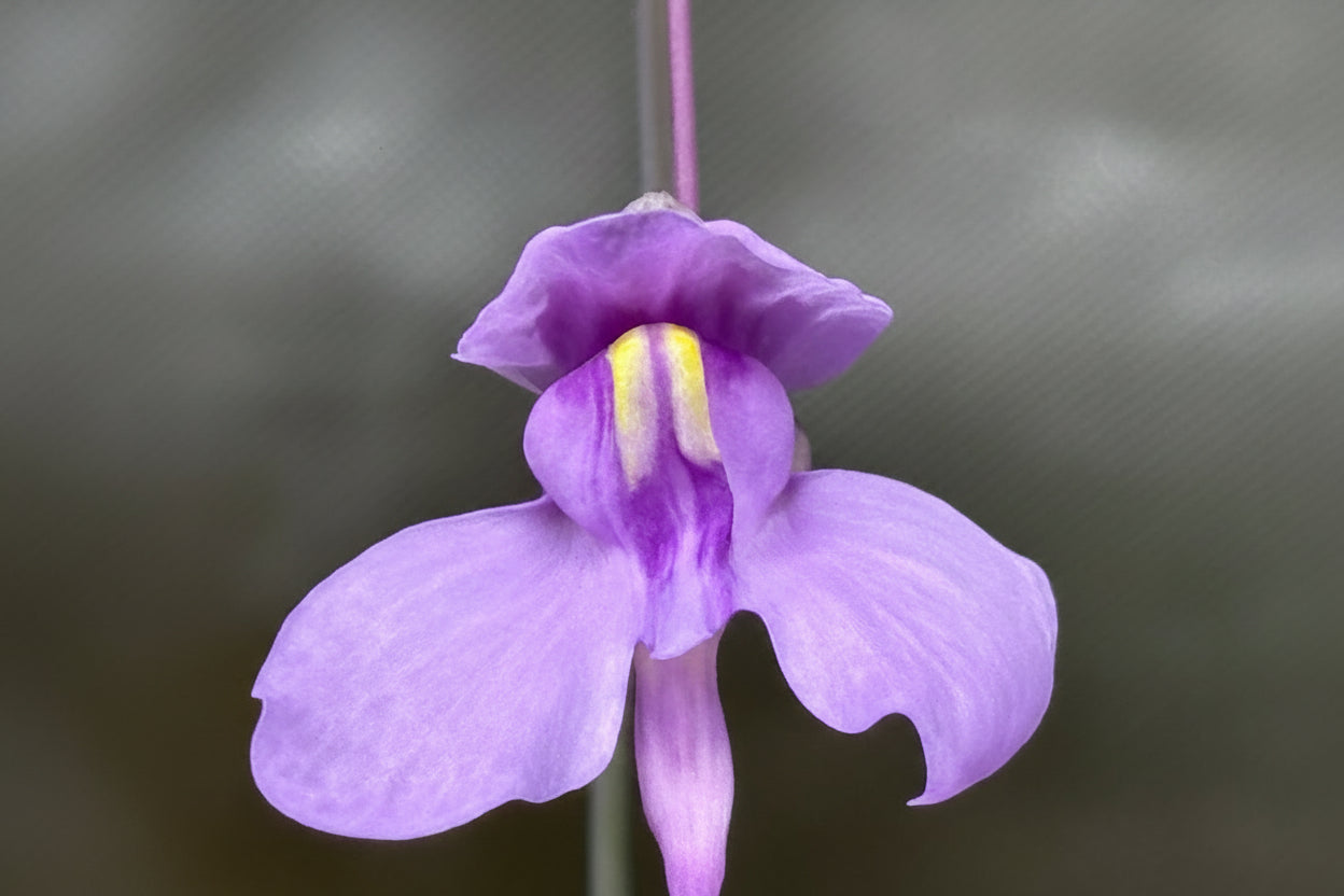 Utricularia nelumbifolia