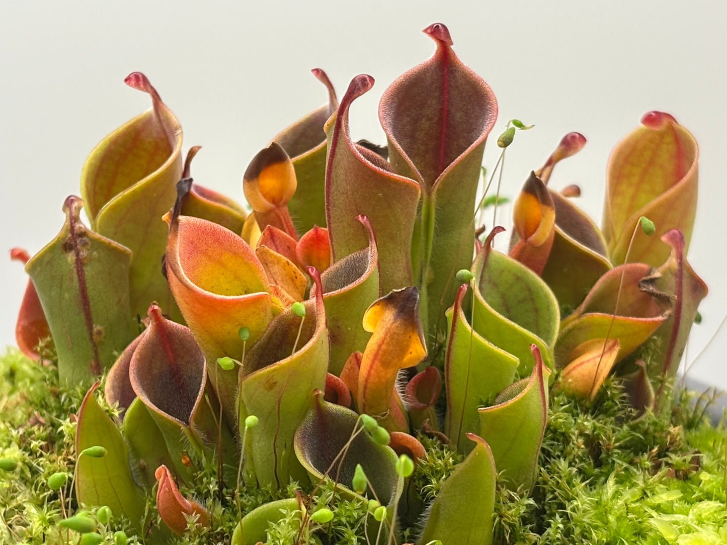 Heliamphora minor