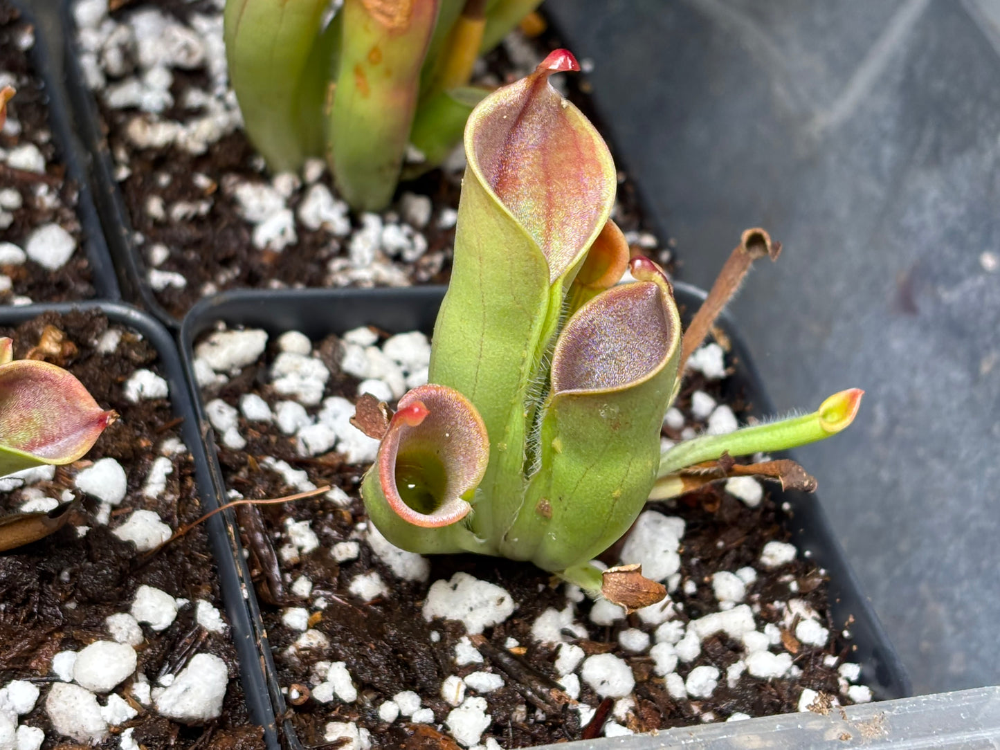 Heliamphora minor