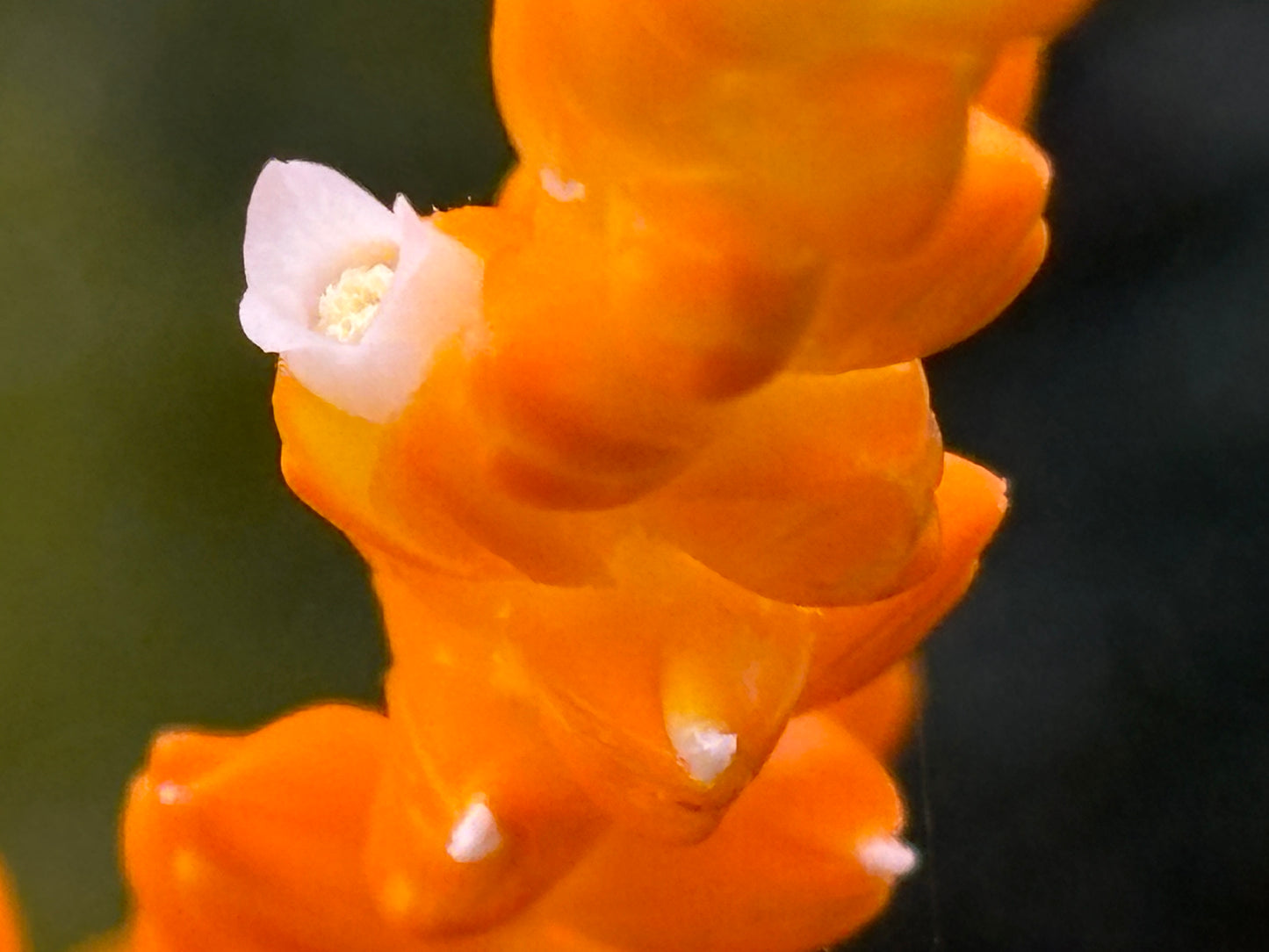 Catopsis berteroniana