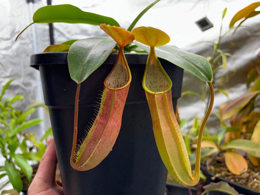 Nepenthes sanguinea