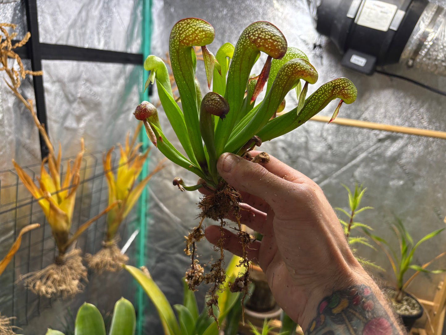 Darlingtonia californica