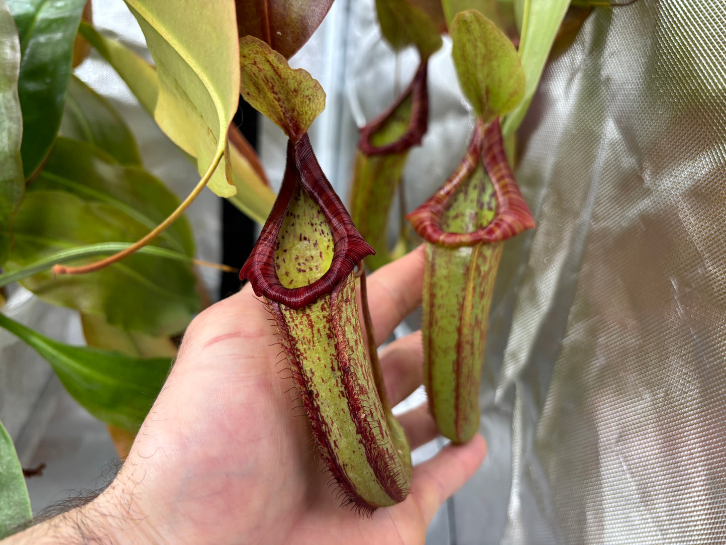 Nepenthes ‘Miranda’