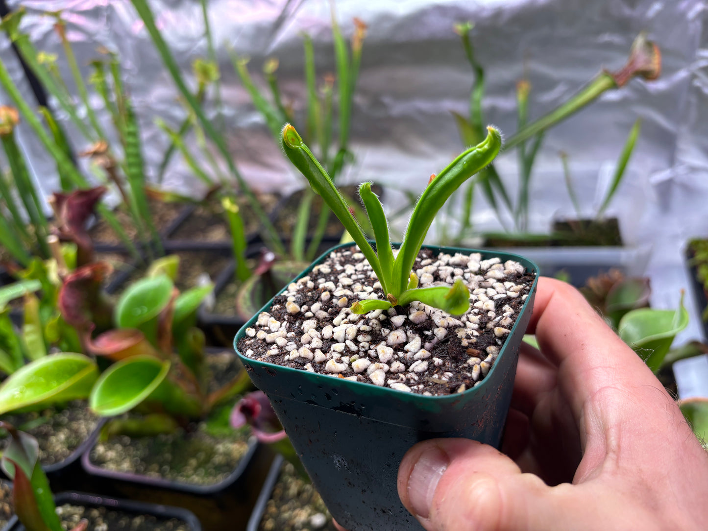 Heliamphora tatei
