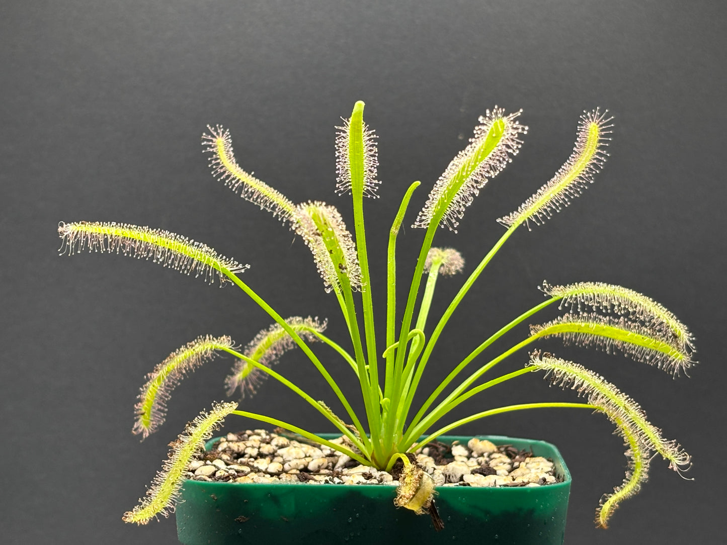 Drosera capensis “albino”