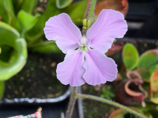Stylidium affine -The Queen Triggerplant