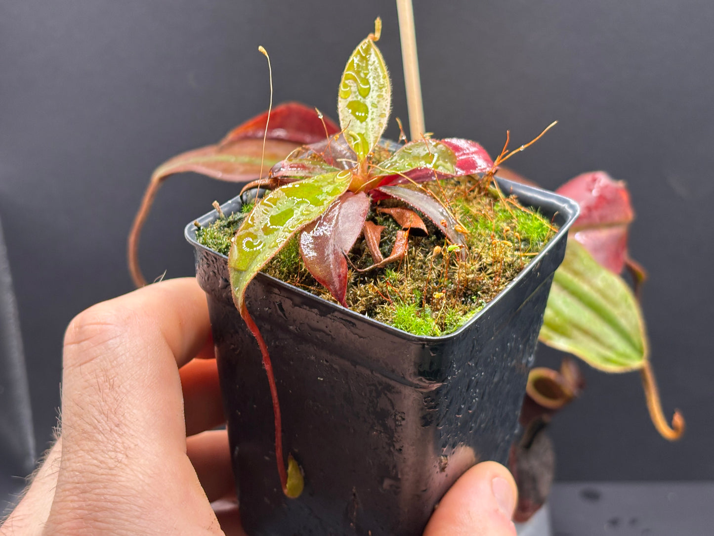 Nepenthes palawanensis