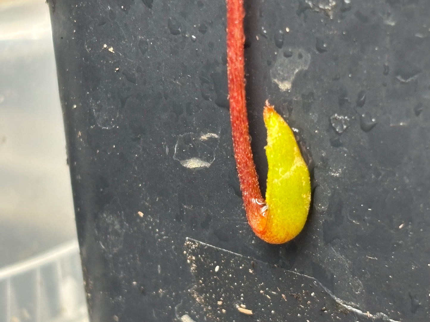 Nepenthes palawanensis