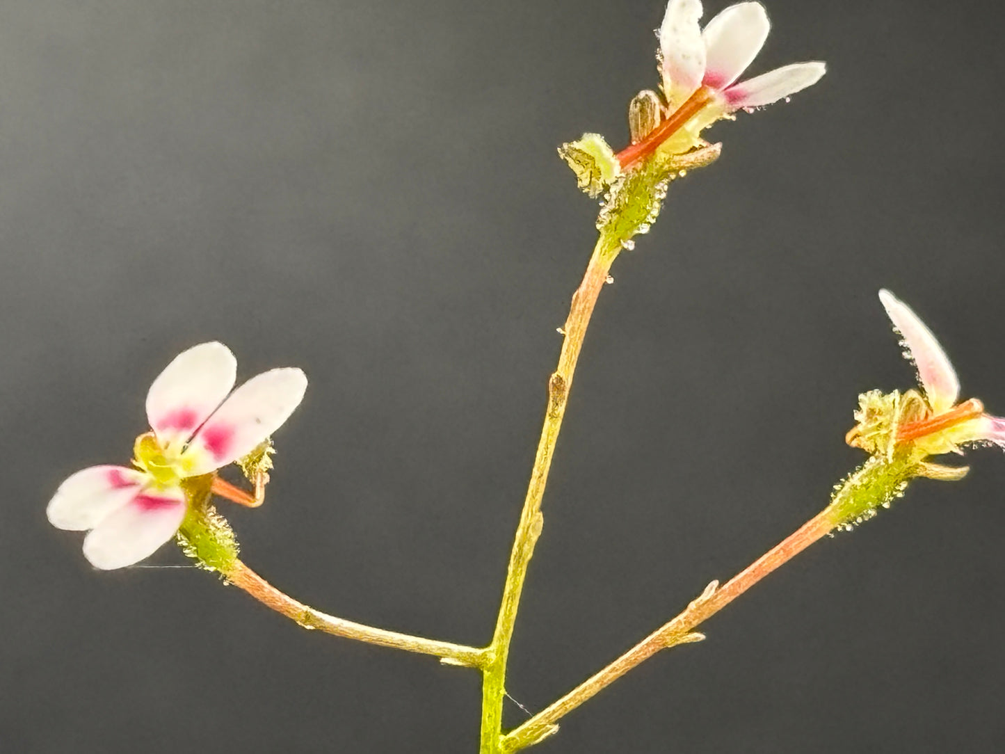 Stylidium caespitosum