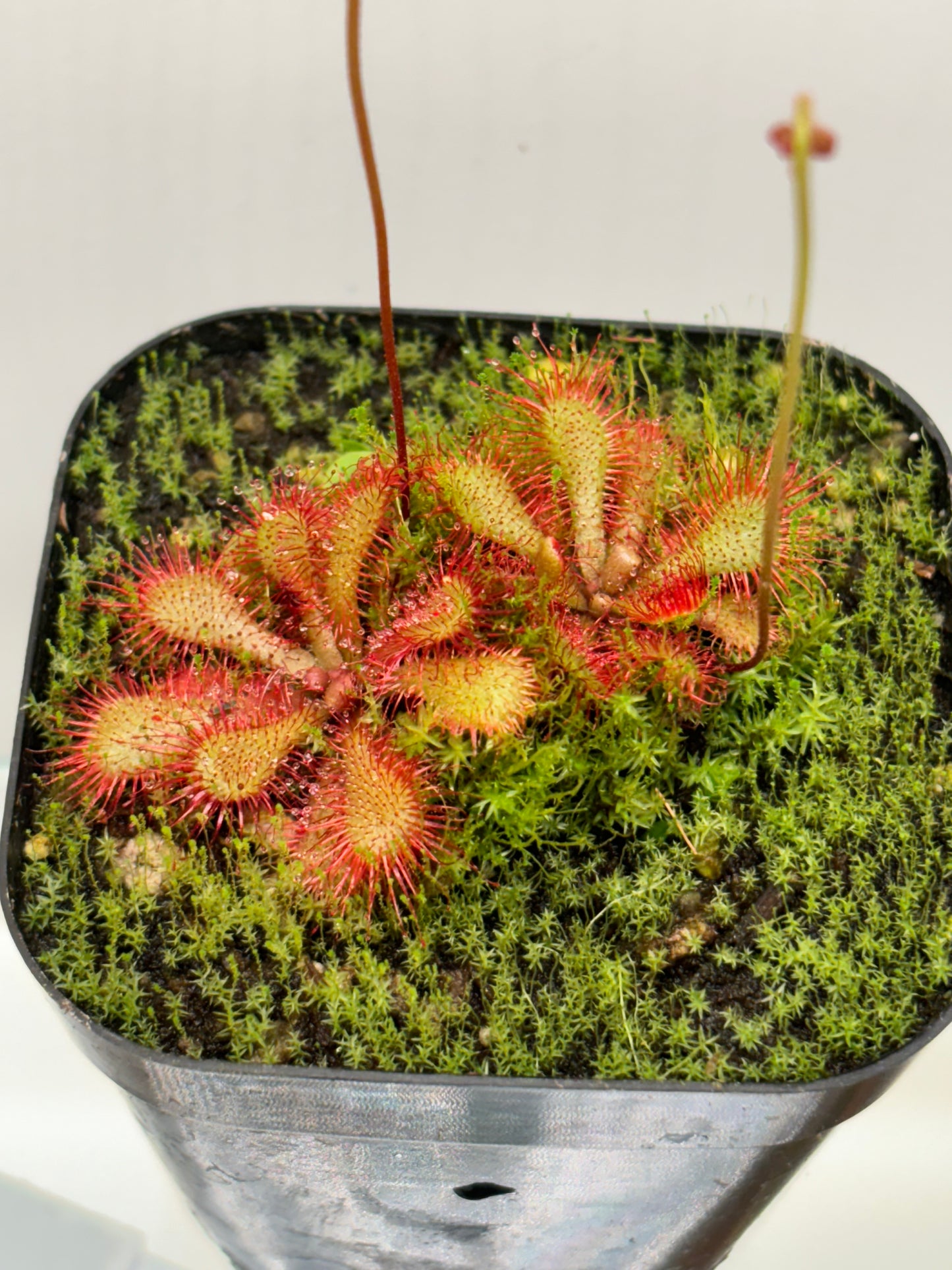 Drosera spatulata