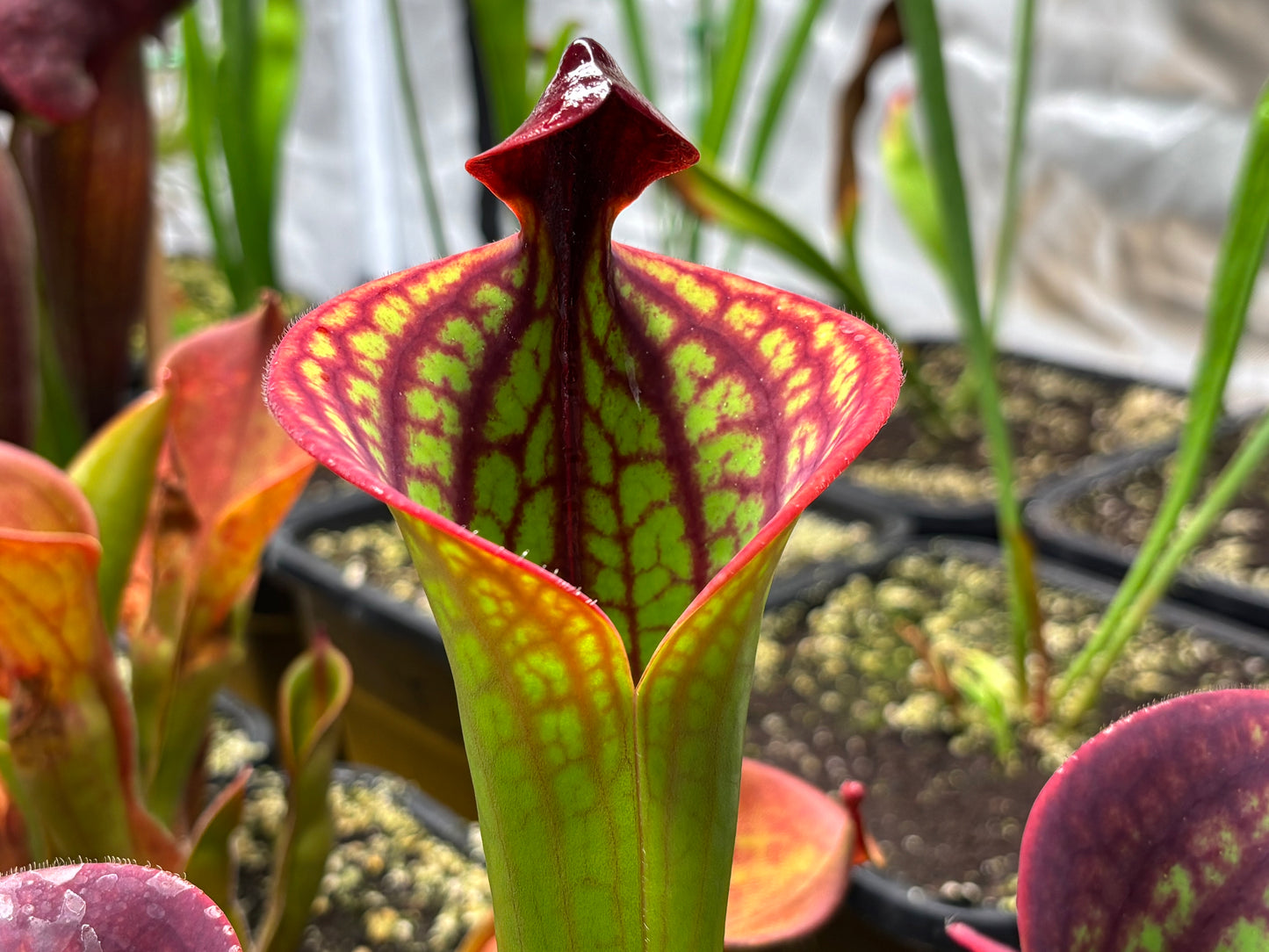 Heliamphora macdonaldae
