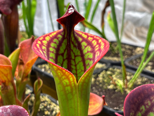 Heliamphora macdonaldae