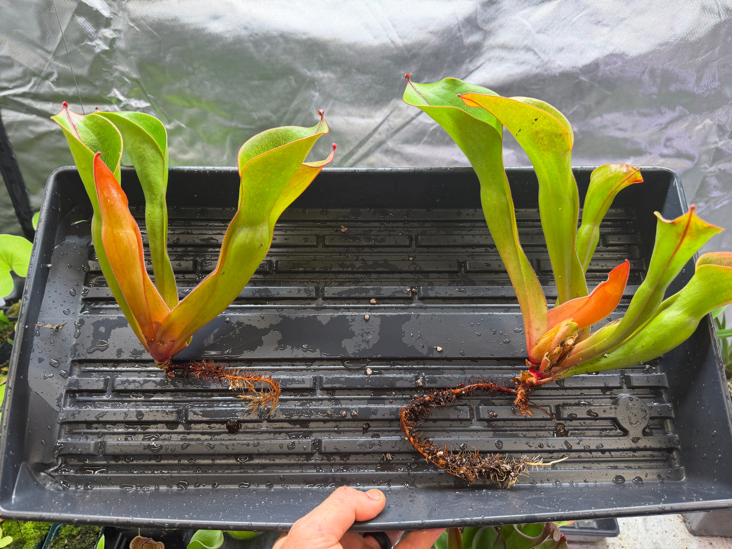 Heliamphora ionasi