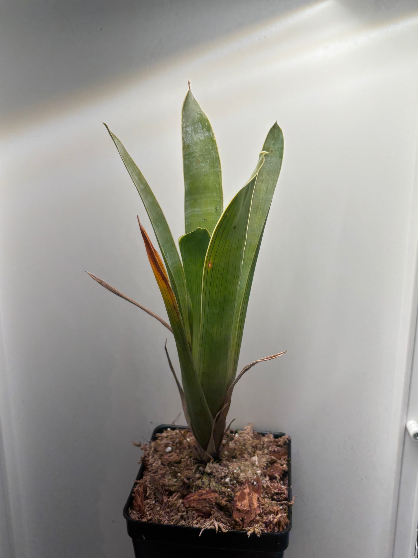 Brocchinia reducta