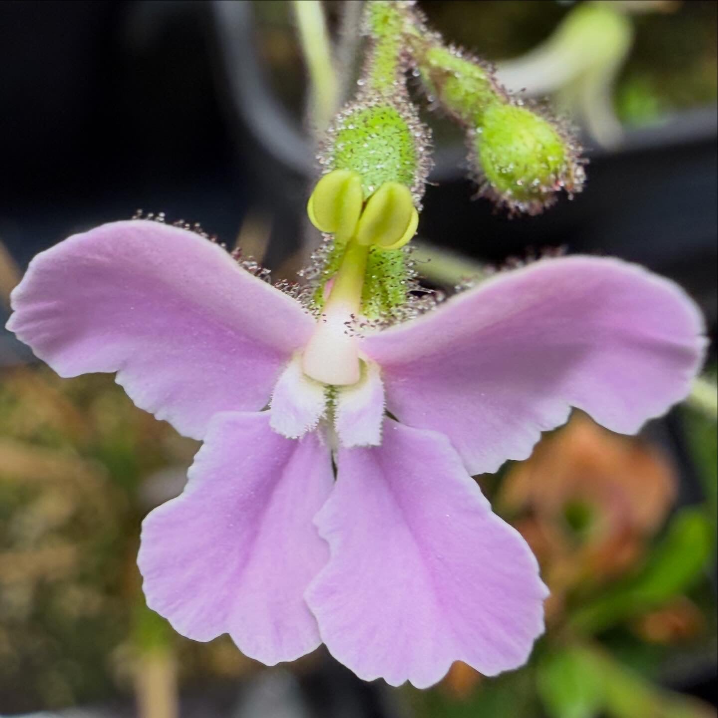 Stylidium affine -The Queen Triggerplant