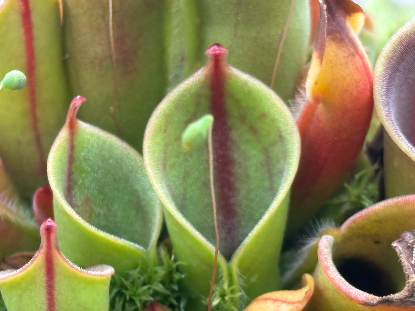 Heliamphora minor
