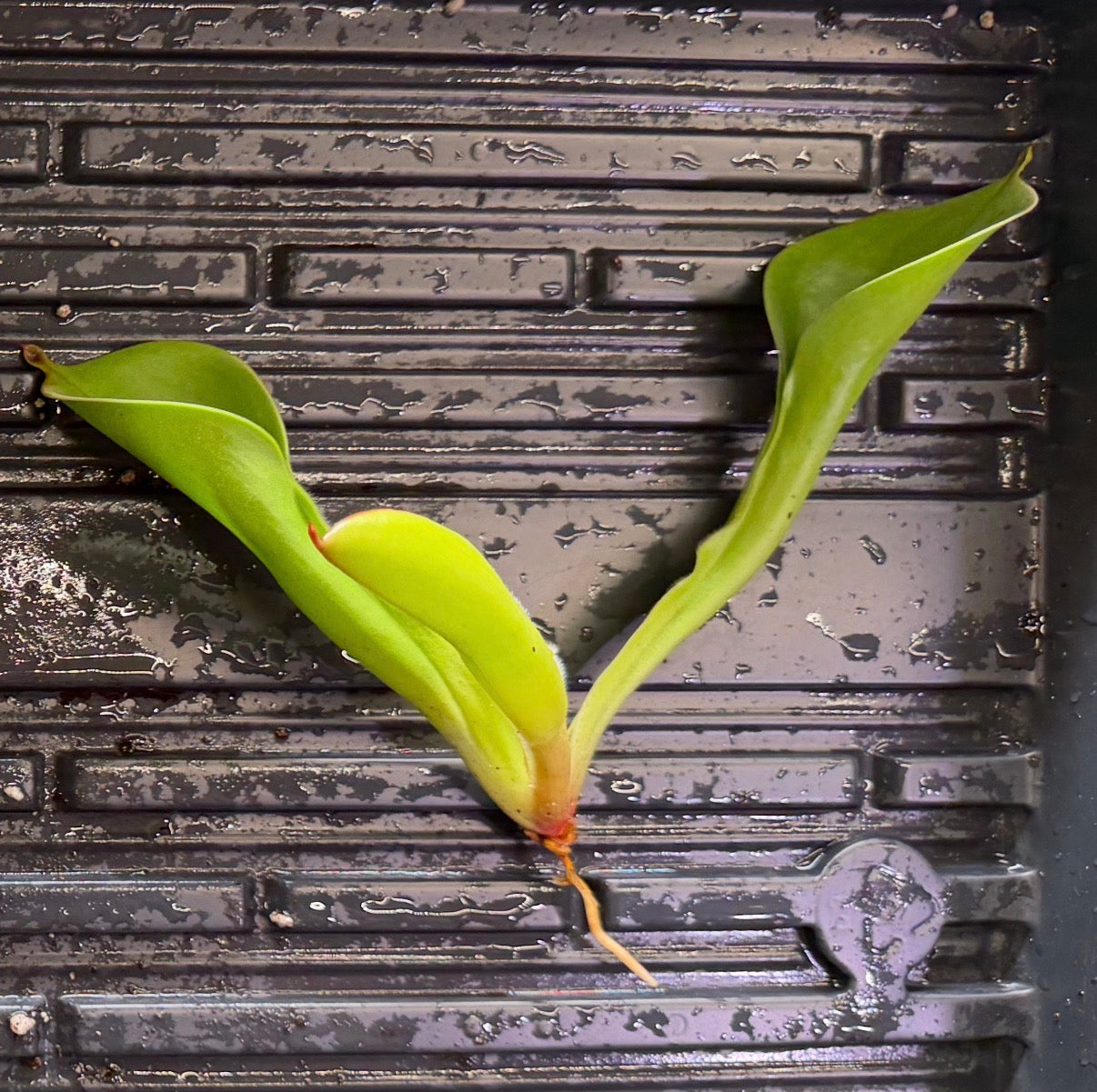 Heliamphora chimantensis (Chimanta Tepui) Clone 03