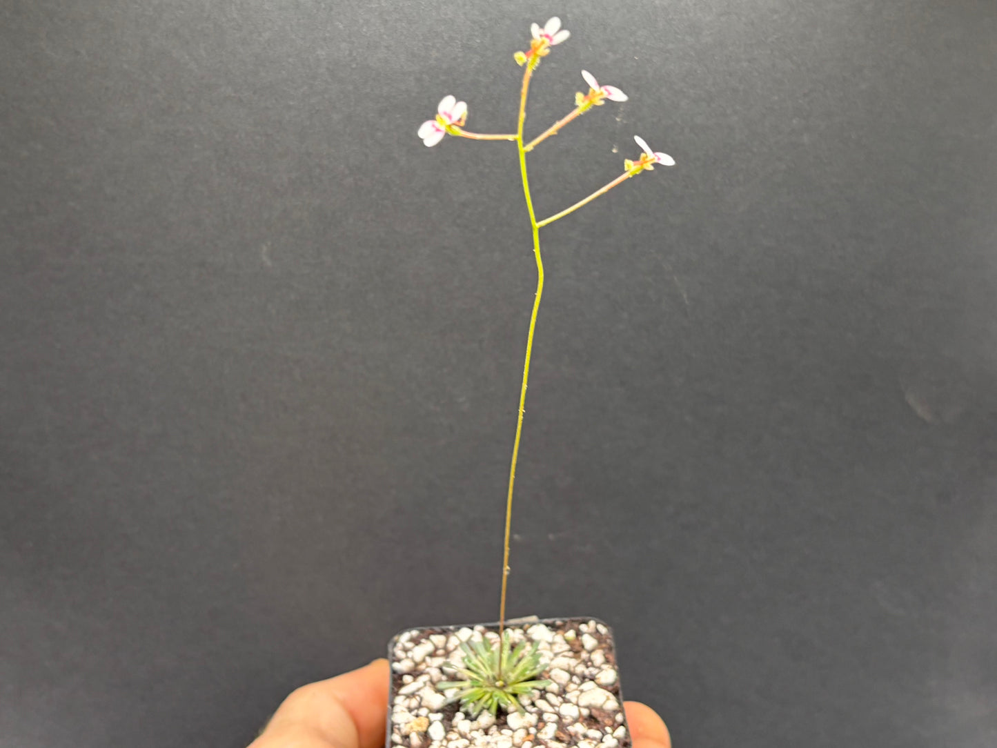 Stylidium caespitosum