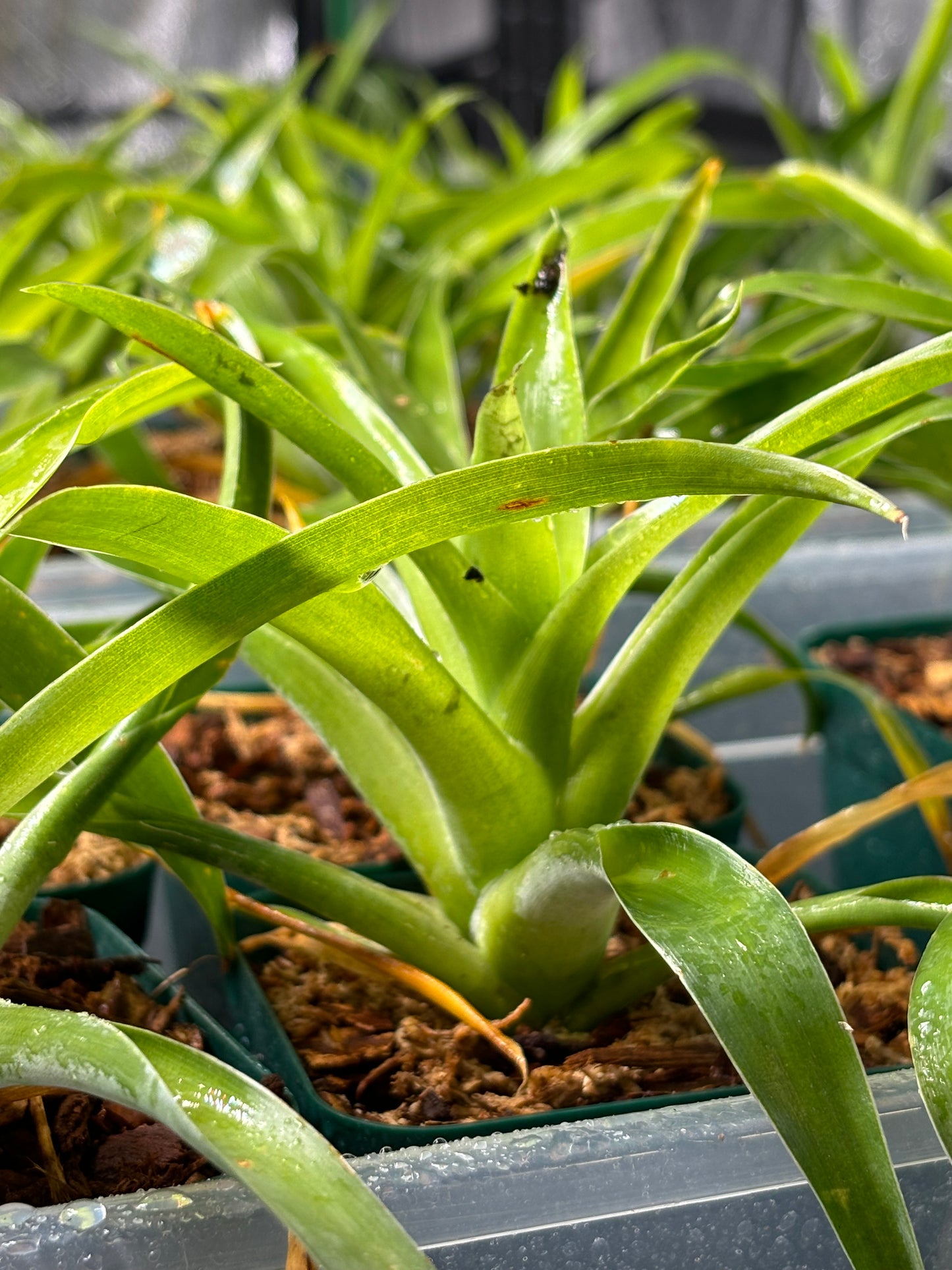 Catopsis morreniana