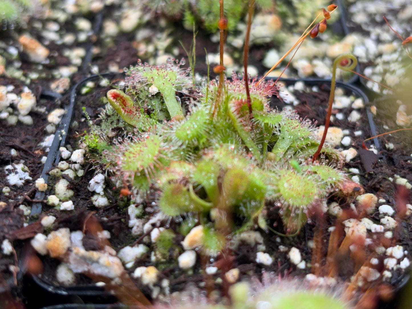 Drosera spatulata