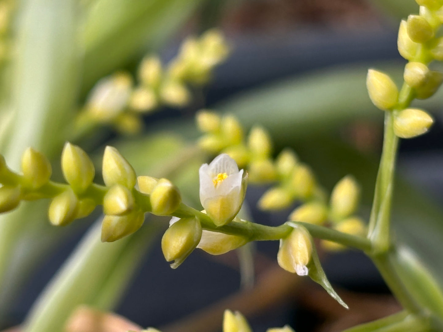 Catopsis morreniana