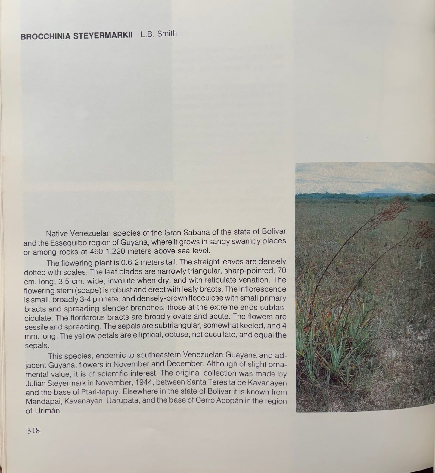 Brocchinia steyermarkii