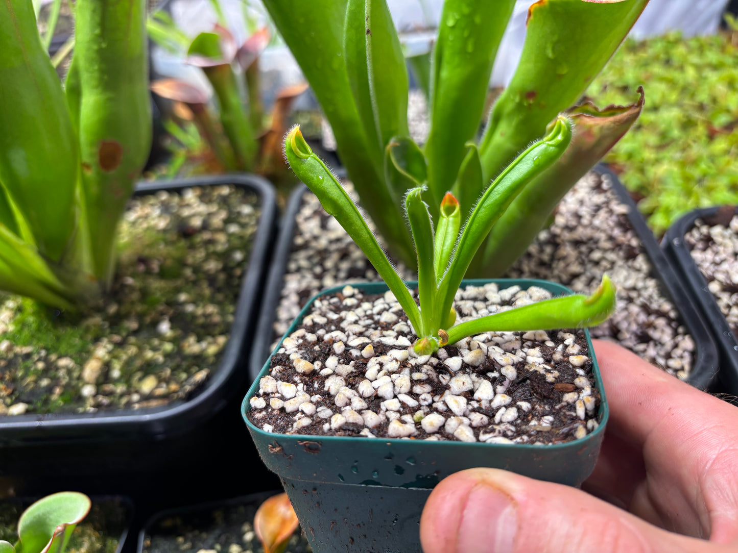 Heliamphora tatei