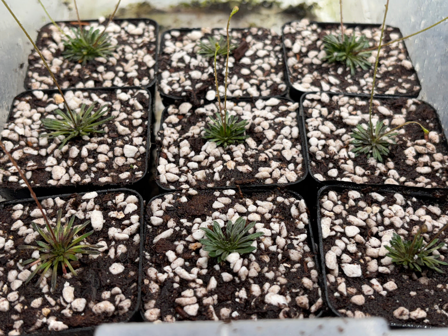 Stylidium caespitosum