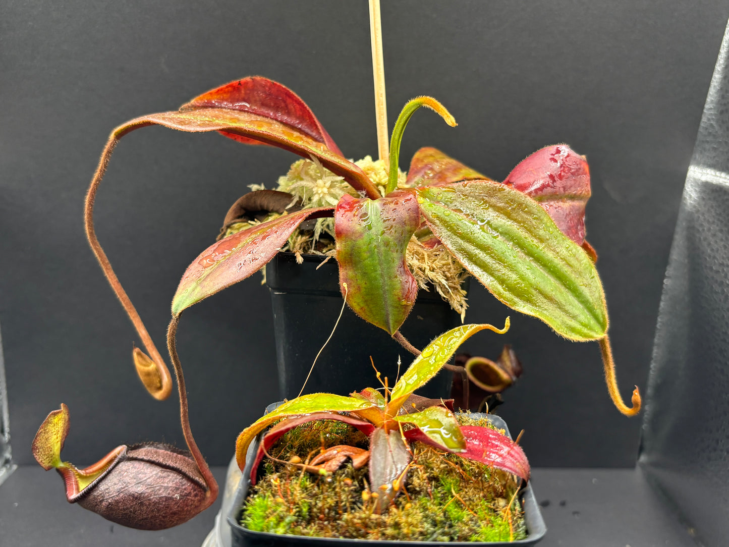 Nepenthes palawanensis