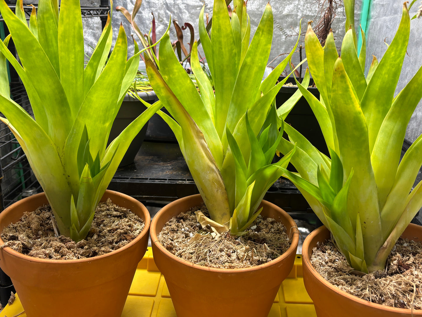 Catopsis berteroniana