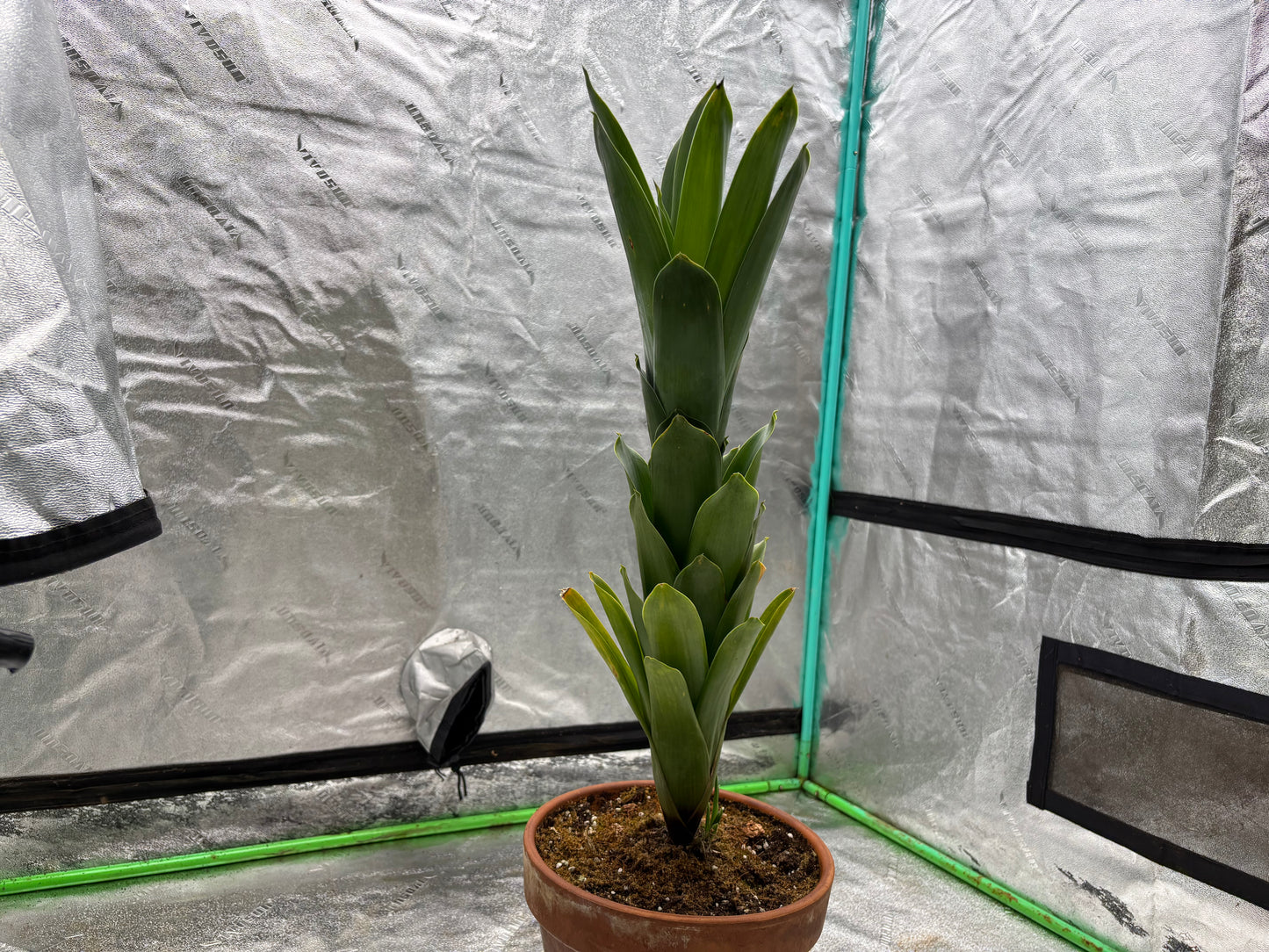Brocchinia reducta