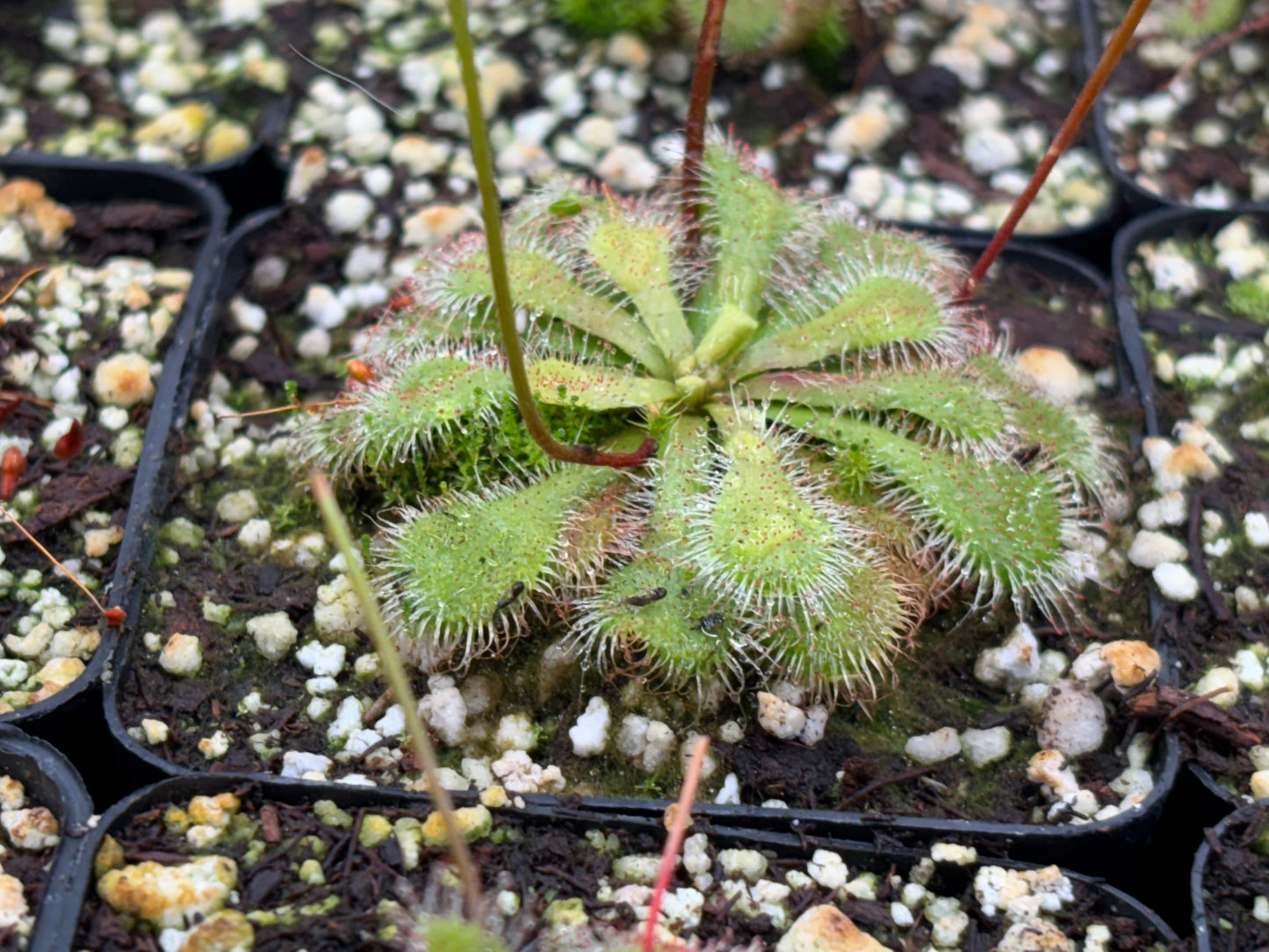 Drosera spatulata