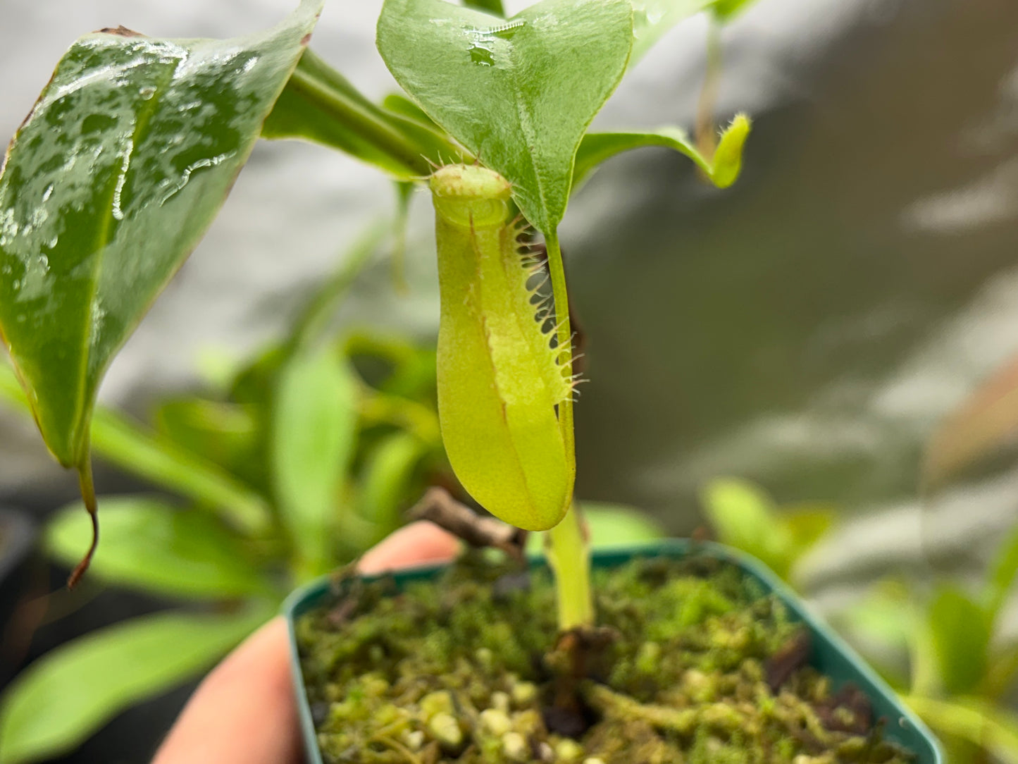 Nepenthes ventrata