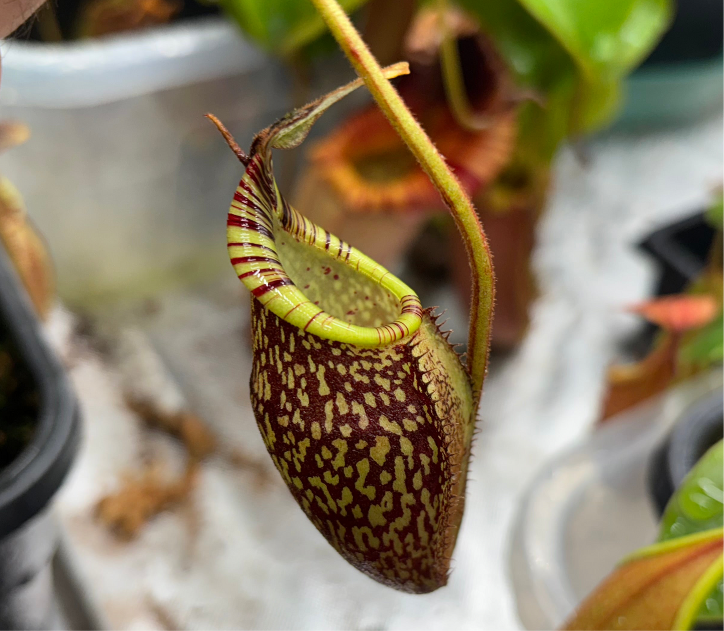 Nepenthes spectabilis x mira (Giant form)