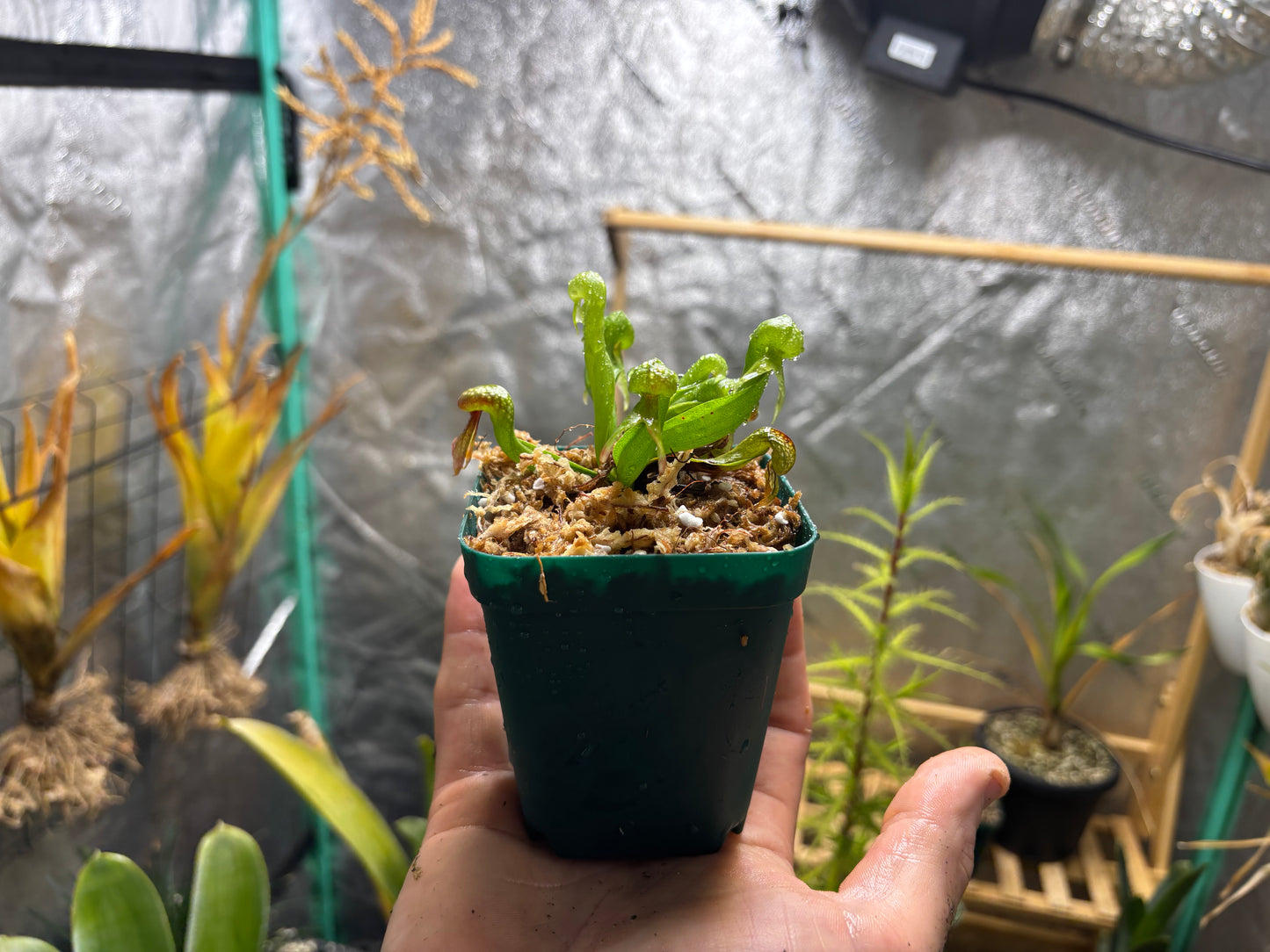 Darlingtonia californica
