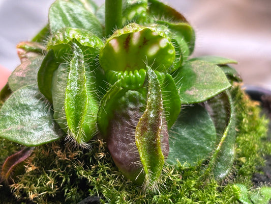 Cephalotus follicularis
