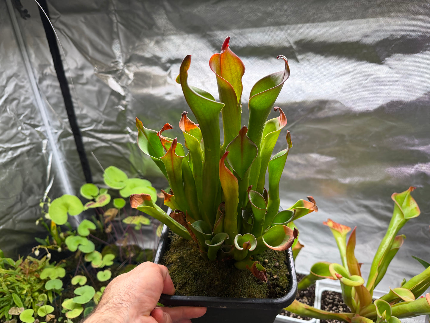 Heliamphora neblinae (Cerro Neblina)