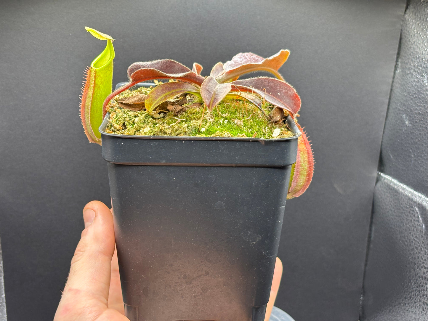 Nepenthes Maxima Sulawesi wavy-leaf BE3907