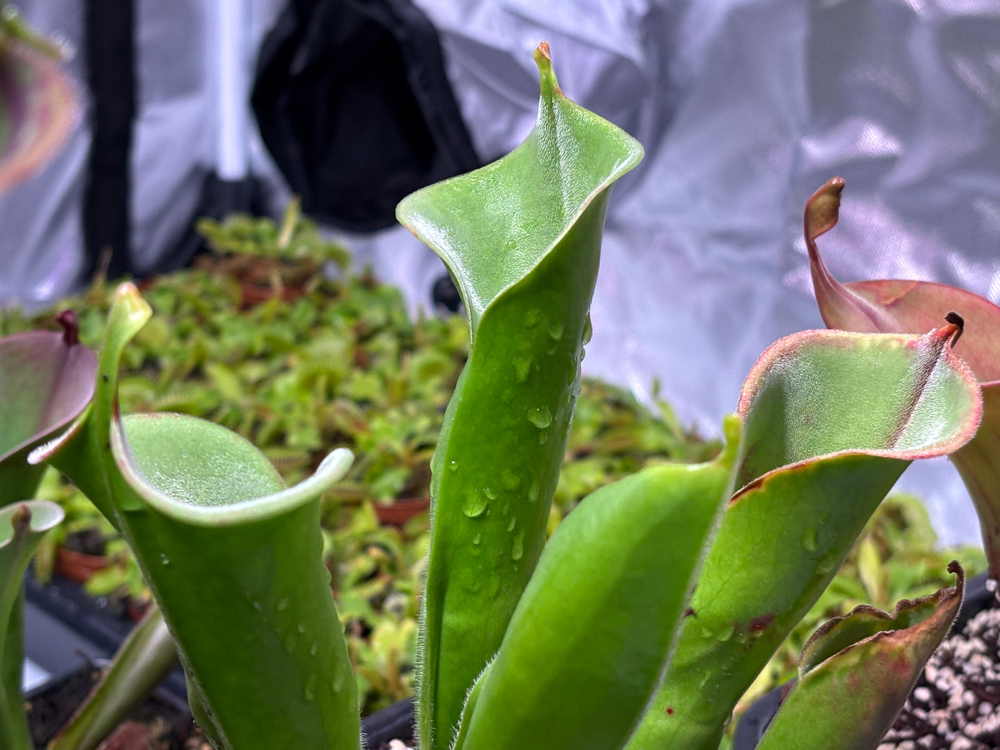 Heliamphora tatei