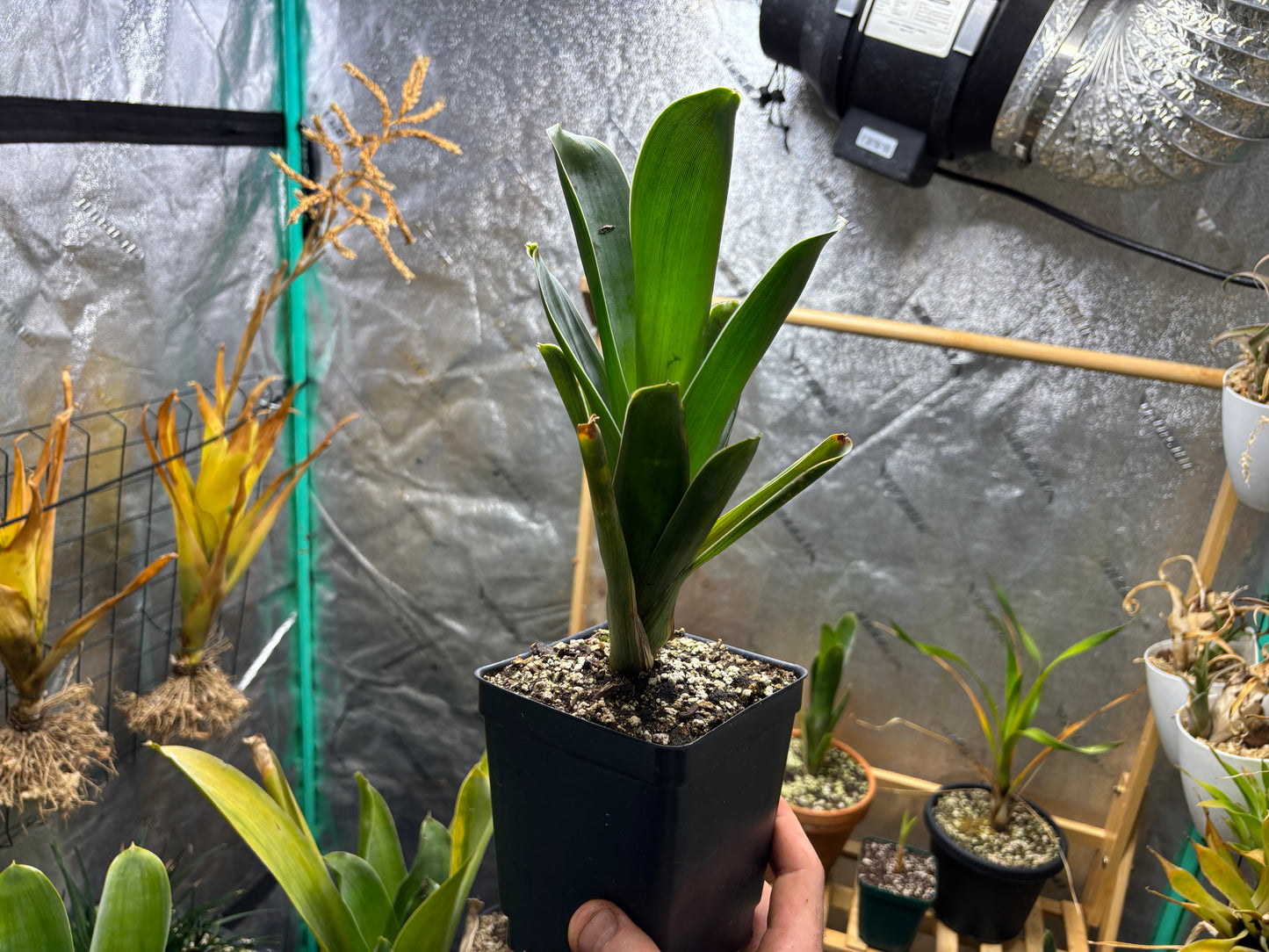 Brocchinia hechtioides