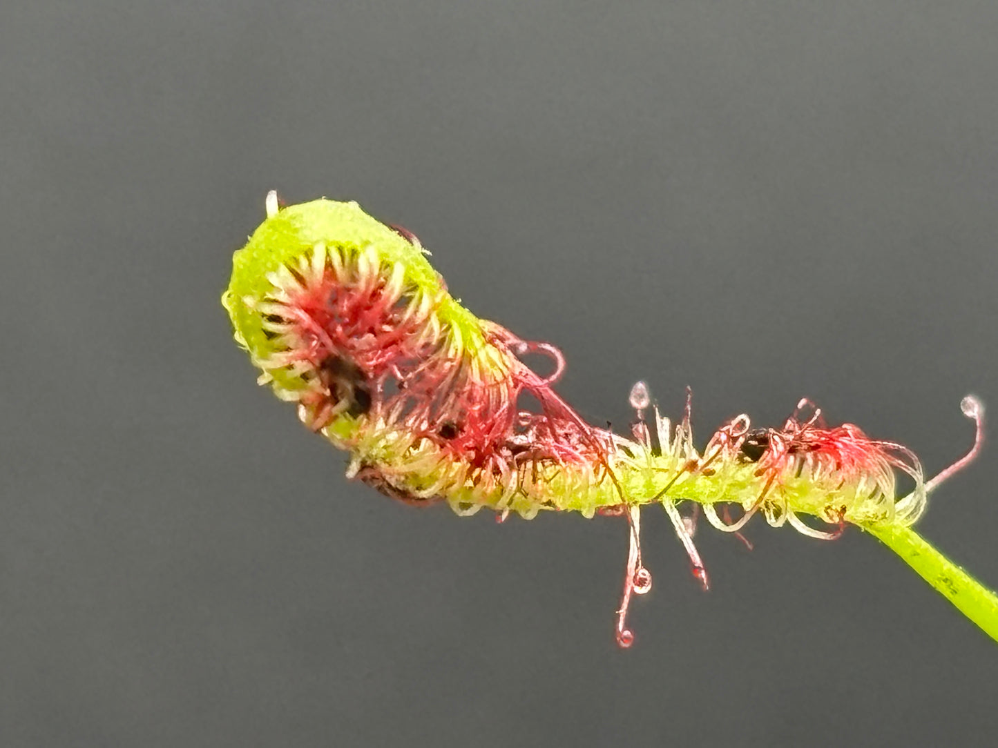 Drosera capensis “Red Form”