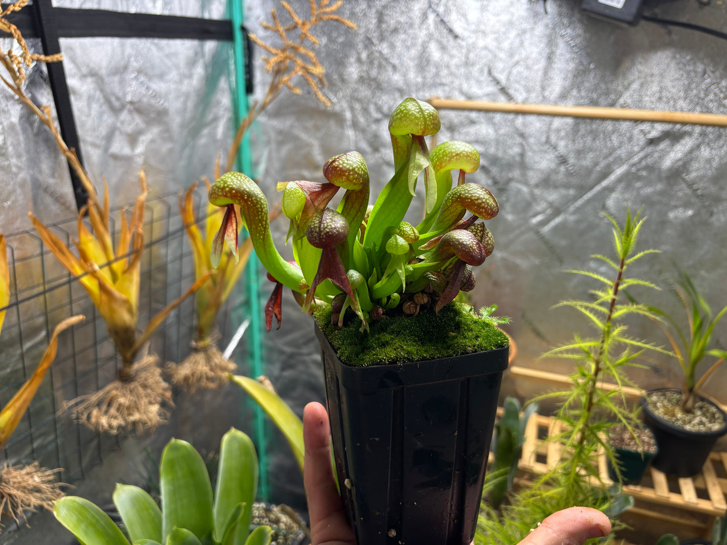 Darlingtonia californica