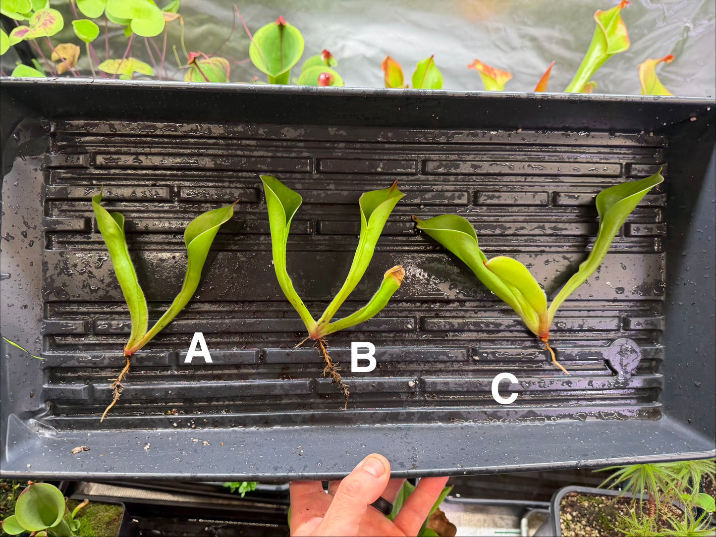 Heliamphora chimantensis (Chimanta Tepui) Clone 03