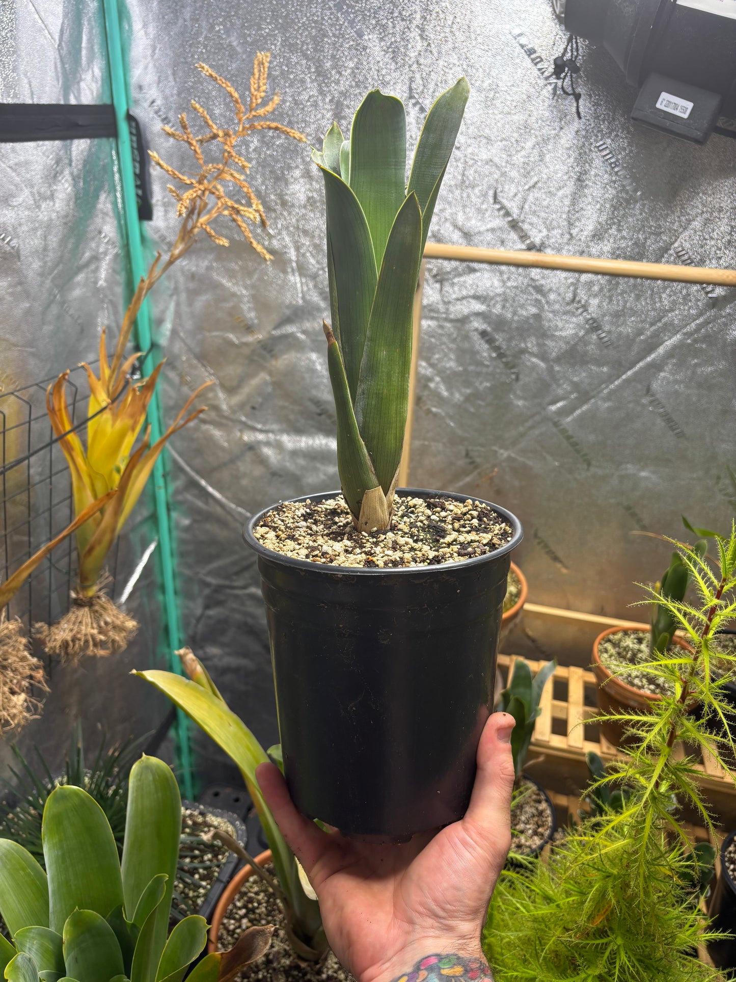 Brocchinia reducta